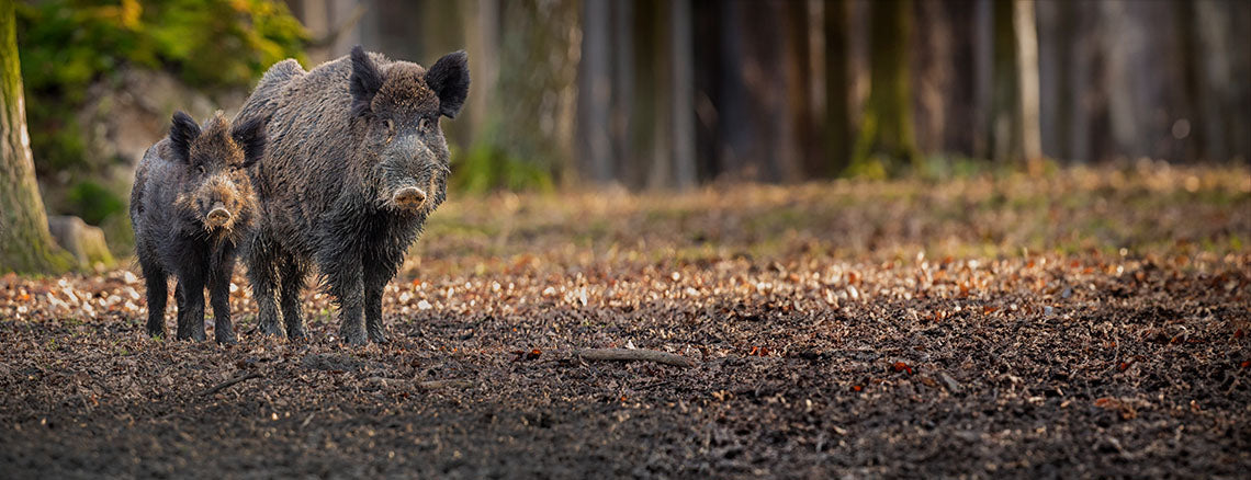 Schweinefleisch im Tierfutter