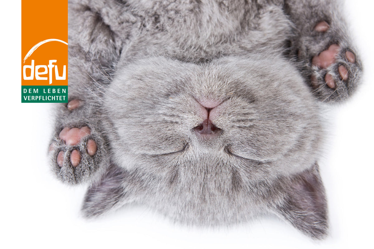 Kittenfutter – Marketing Hype oder essentiell notwendig?