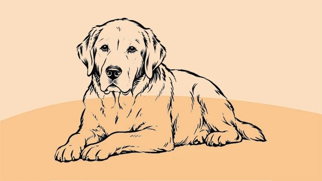 Senior Hund