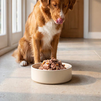 Hund Bio-Menü Ente mit Zucchini & Hirse