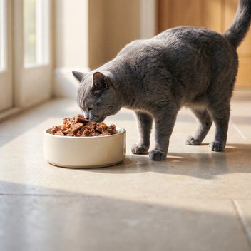 Katze Bio-Menü Lamm mit Rind
