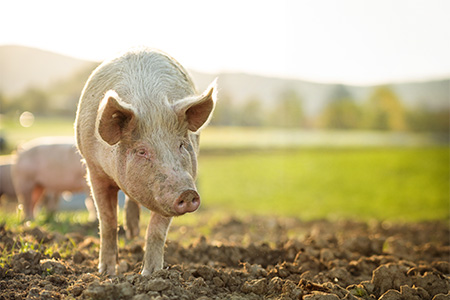 defu Ratgeber | Schweinefleisch in Hunde- oder Katzenfutter