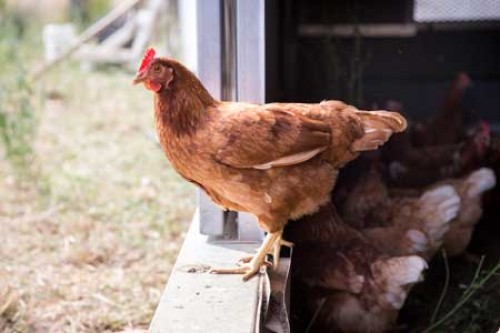 Fütterung Wildvögel