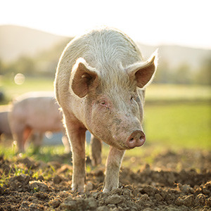 Schwein Freiland Haltung