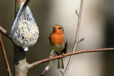 Fütterung Wildvögel