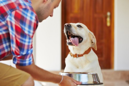 Hunde Ernährung ohne Getreide