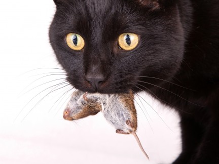 Katzen fressen Mäuse