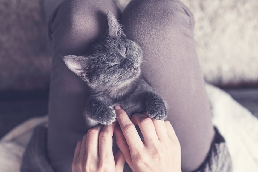 richtiges Katzenfutter von defu