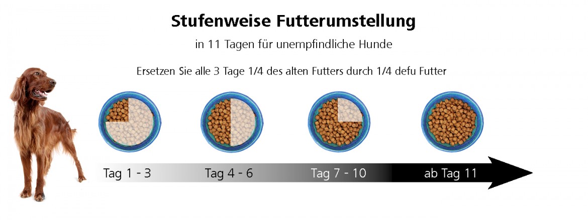 Stufenweise Futterumstellung für Hunde