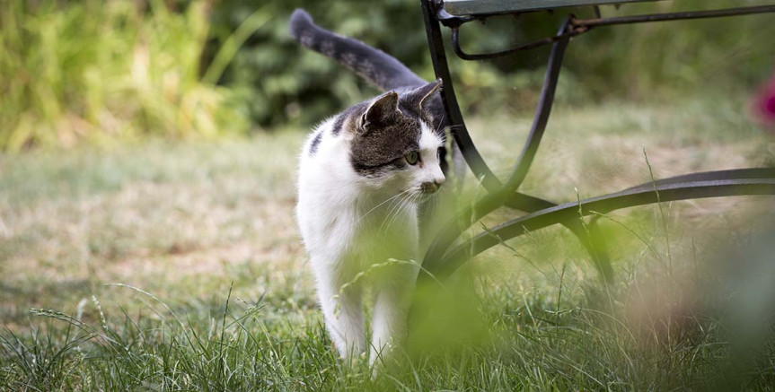 Defu Katze auf Wiese