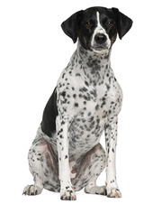 Bio Hundefutter Bio Hundefutter