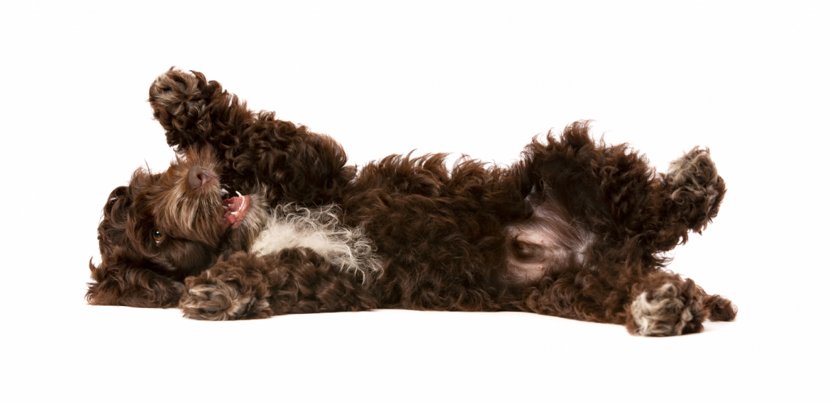 Welpe liegt auf den Rücken und hebt Pfoten auf weissen Hintergrund