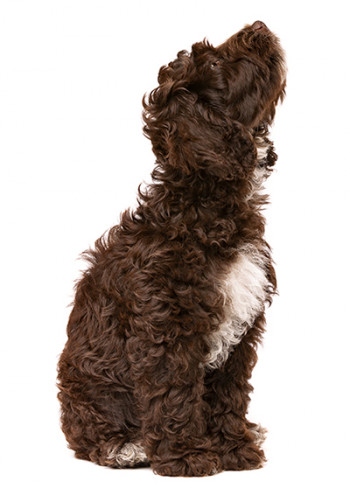 Welpe sitzend und schaut nach oben auf weissen Hintergrund