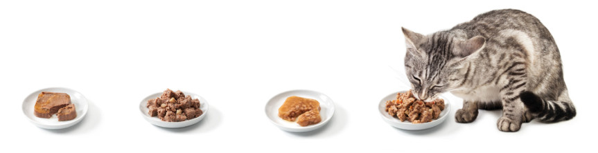 Katze mit 4 Tellern mit Katzenfutter beim fressen