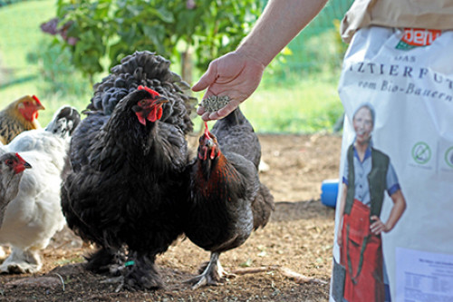 ratgeber_huehnerfutter-ce0d1d62d0283f0408e5cdcbd538d8e5