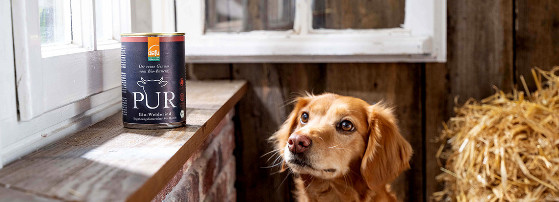 PUR Dose auf Fensterbank mit Hund
