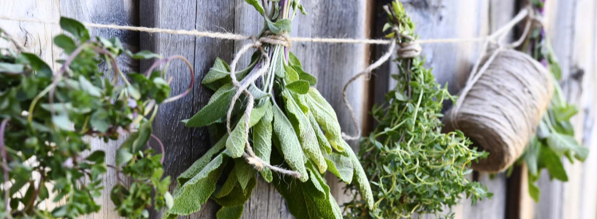 Kräuterbündel von Salbei hängen an einer Schnur vor einer Holzwand