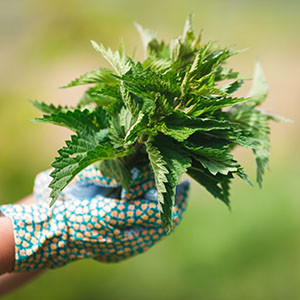 Brennnesselblätter in einer Hand mit Gartenhandschuhen