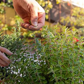 Hand zupft blätter von Oreganopflanze im Garten