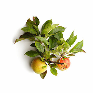 2 Äpfel am Ast mit Blättern