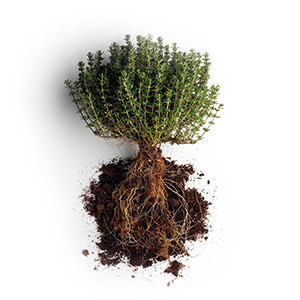 Thymianplanze mit Wurzeln und Erde an den Wurzeln auf weissen Hintergrund