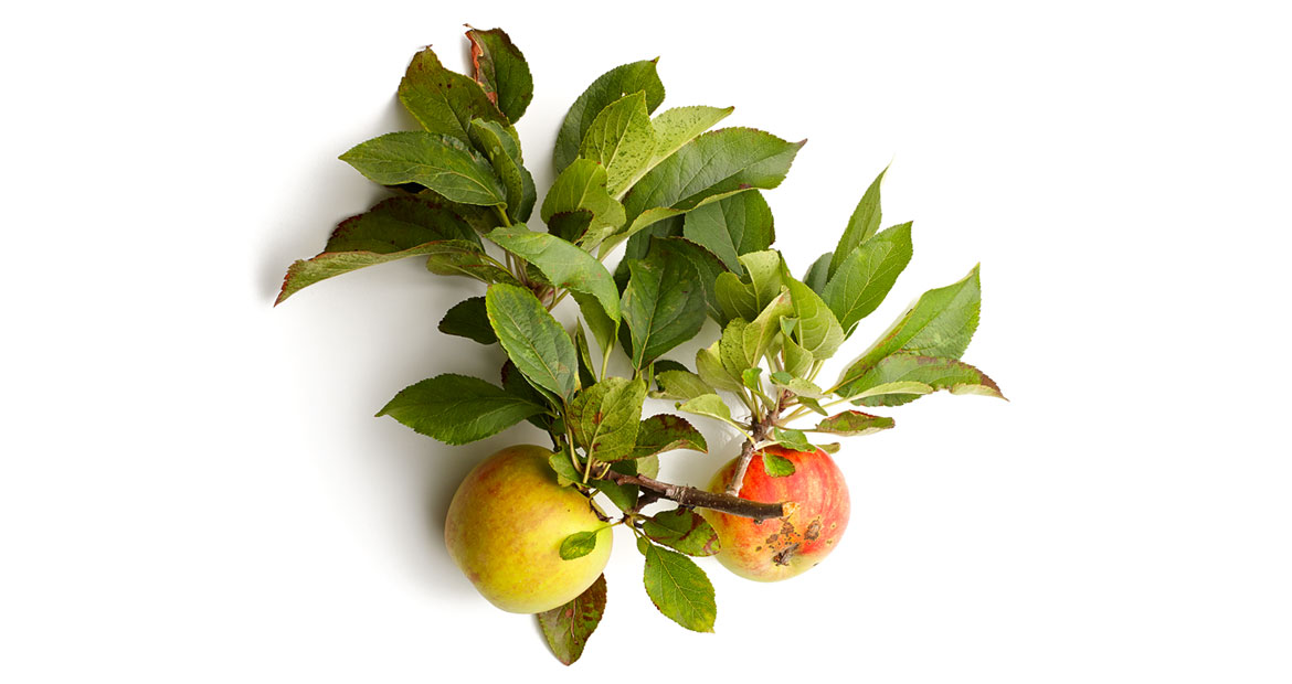 Äpfel
